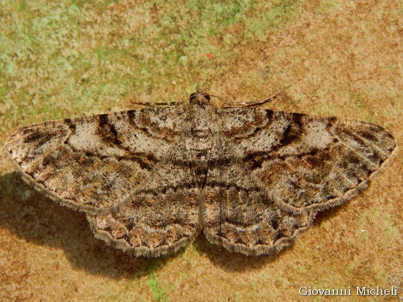 Geometridae: Peribatodes rhomboidaria, femmine